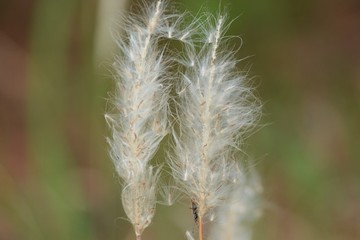 Cogon grass is shining beautifully.