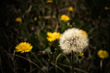 one white dandelion, among yellow ones - on the field