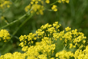 Obraz premium Small yellow wild flowers on a sunny summer day close up