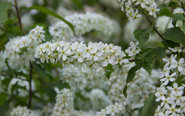Prunus padus species of small trees of the genus Prunus in the family Rosaceae. Prunus padus branch with white flowers.