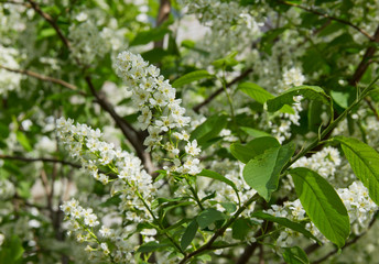 Prunus padus species of small trees of the genus Prunus in the family Rosaceae. Prunus padus branch with white flowers.