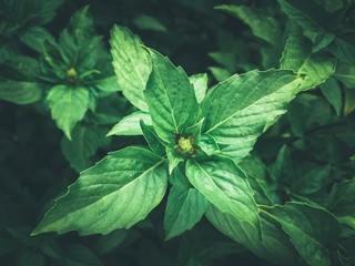 green basil leaf with drops of water