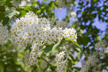 Prunus padus species of small trees of the genus Prunus in the family Rosaceae. Prunus padus branch with white flowers.