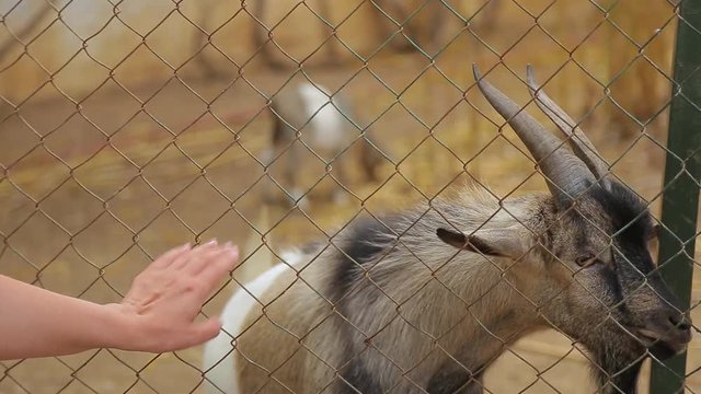 Closeup view of woman feeding cute goats at zoo or farm. Real time full hd video footage.