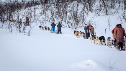 Dog Sledding