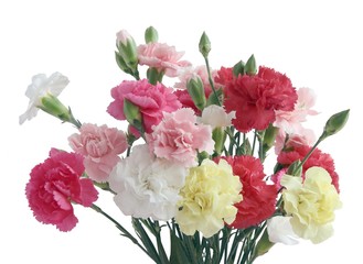 multicolor carnations isolated close up