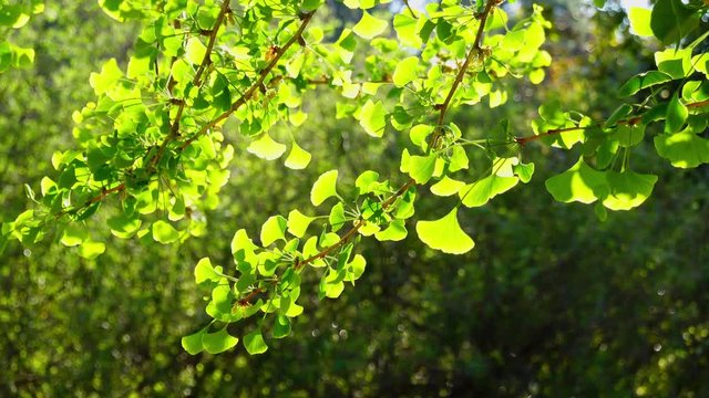 Close up shot of beautiful Ginkgo biloba leaves