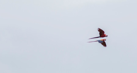 Scarlet Macaw