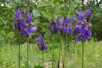 Irys ,irysy © LBanacki