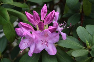 rhododendron bush with pink flowers close up