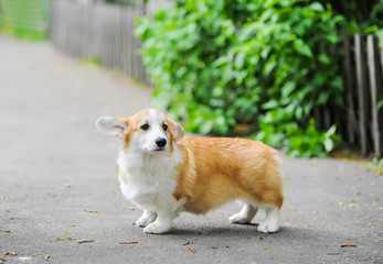 A happy thoroughbred Welsh Corgi dog outdoors by the road on a sunny day.