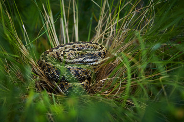 Macro shot of viper hidden in grass. Vipera ursinii rakosiensis small viper living in meadows. An animal in a natural environment.