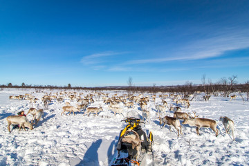 Wild Reindeer 