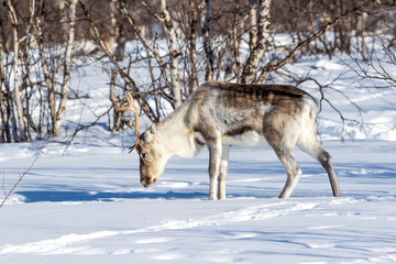 Naklejka premium Wild Reindeer 