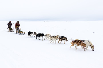 Naklejka premium Dog Sledding