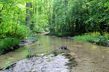 Obraz premium Forest river