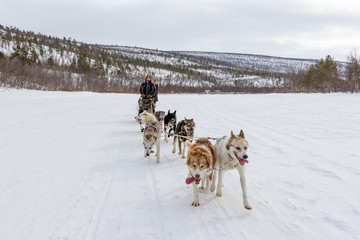 Dog Sledding