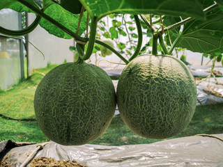 Fresh green cantaloupe melons plants in organic greenhouse garden.Green melons farm.