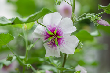 和風の庭の芙蓉（ハイビスカス ） アップ