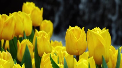Many yellow tulips blossom with artificial waterfall behind