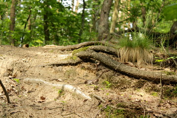 tree root on the beach