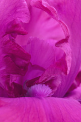 Hot pink iris flowers close up view macro