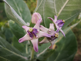 Close up purple Crown flower.(Calotropis gigantea)
