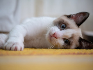 Little kitten laying on the sitting-room rug
