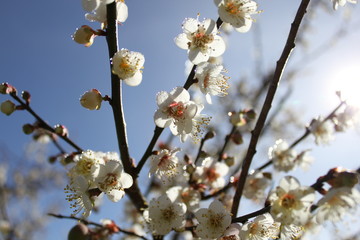 flowers in spring