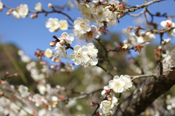 cherry tree blossom