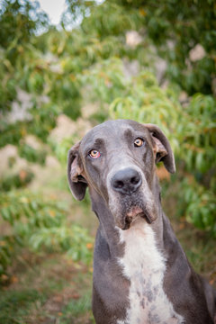 Great Dane staring at the camera