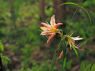 Obraz premium flower