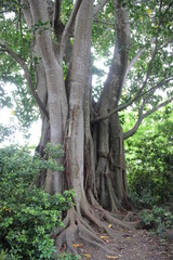 Green Earth. Topical Forest One Big Banyan Tree  And Young Plants Quiet And Pure Of Natural. Corfu Island Greece