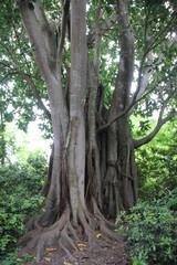 Green Earth. One Big Banyan Tree With Leaves And Roots  Pure Topical Forests Corfu Greece