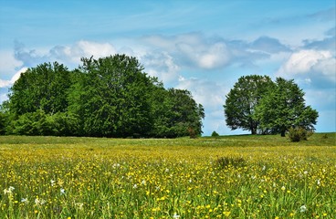 a field with different wild flowers