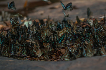 Selective focus Butterflies on the ground and flying in nature background.Blurred Tailed Jay butterflies (Graphium agamemnon) in green forest. 