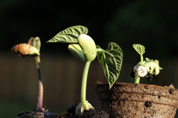 keimende Stangenbohnen