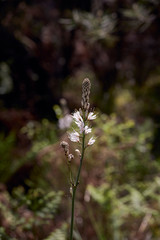 beautiful asphodelus plant in bloom