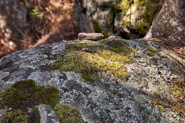 stone with green moss and lichens