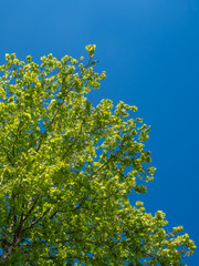 sycamore tree leaves against the blue sky