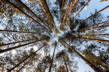 Tall pine tree tops against blue sky and white clouds