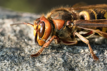 Macro side view of european hornet wasp sitting on a rock