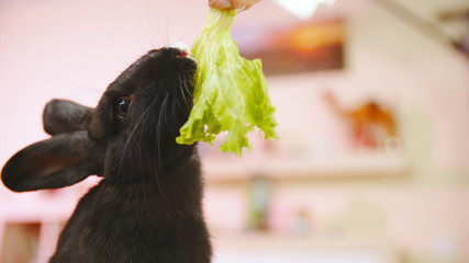 Rabbit eat green salad