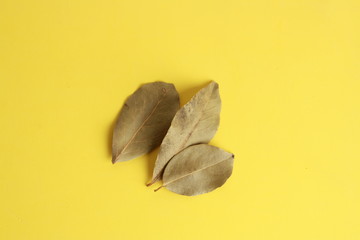 bay leaves in colorful background