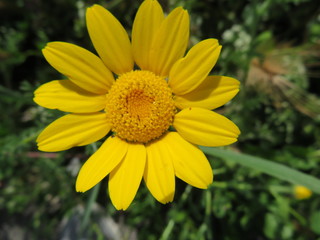 Beautiful flower in bright colors and delicious smell