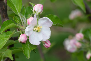 Closeup blossoming apple tree brunch with beautiful flowers