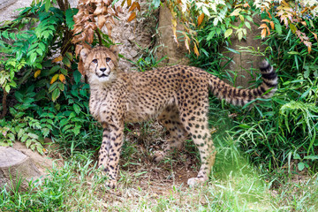 見つめるチーター