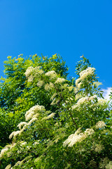 Holunderblüten am Strauch