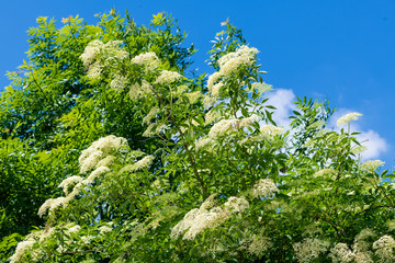 Fototapeta premium Holunderblüten am Strauch