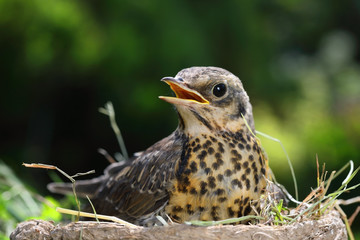 Nestling thrush Fieldfare sitting in a nest